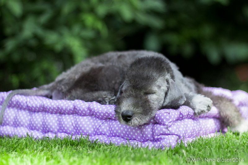 2014-07-03 Cherry-6931.jpg